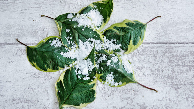 Świece z wosku palmowego Senses Hill